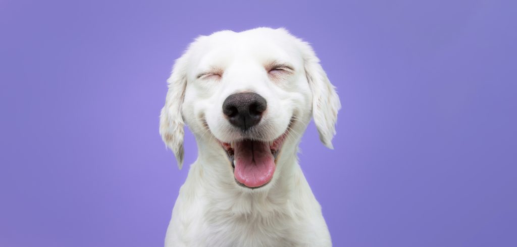 cachorro feliz em fundo roxo